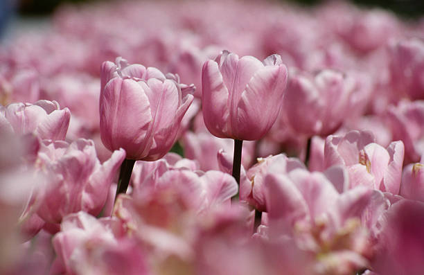 Two flowers among sea of others stock photo