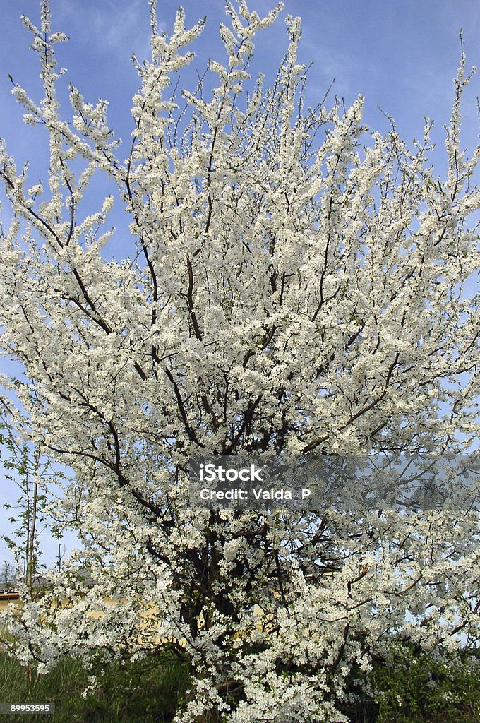 fiore - Foto stock royalty-free di Albero