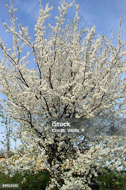 Foto de Bloom e mais fotos de stock de Ameixa - Fruta - Ameixa - Fruta, Azul, Branco