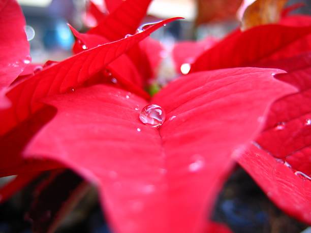 istock Poinsettia and Water Drop 89953754