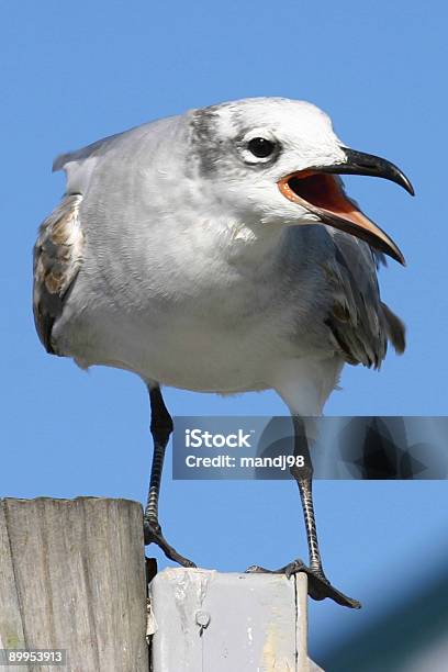 Mewa Na Molo Połowowej - zdjęcia stockowe i więcej obrazów Bez ludzi - Bez ludzi, Dziób - Pysk, Fotografika