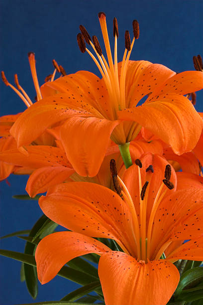 Orange Lily stock photo