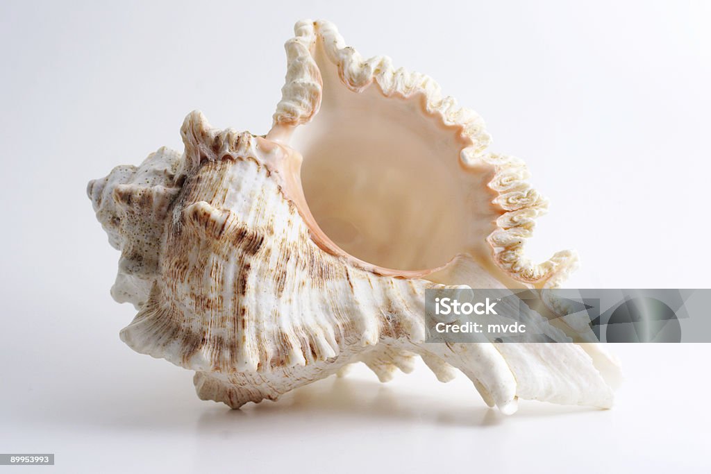 Parfait shell - Photo de Blanc libre de droits