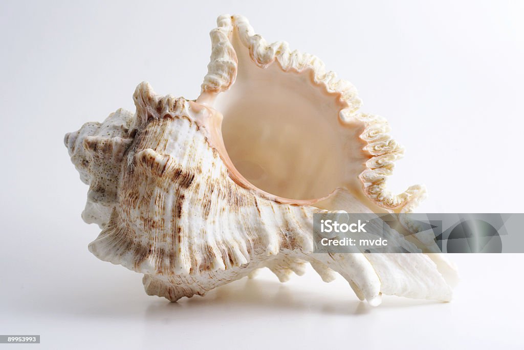 Perfeito shell - Royalty-free Branco Foto de stock