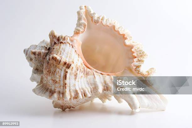 Perfeito Shell - Fotografias de stock e mais imagens de Branco - Branco, Concha - Parte do corpo animal, Concha do mar