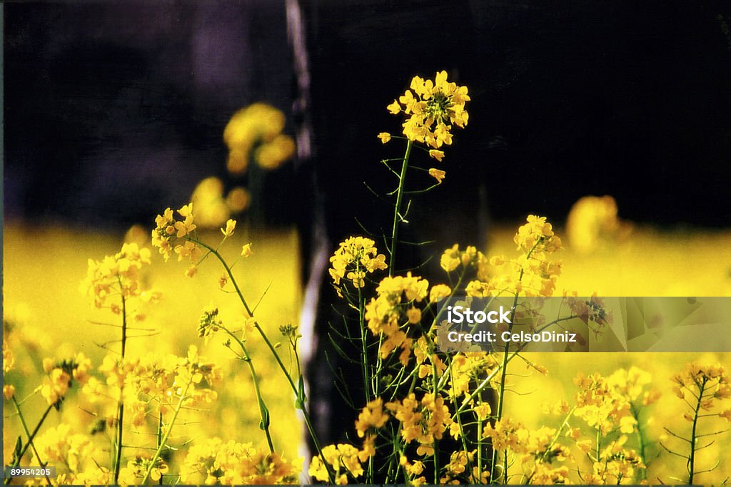 Yellow flowers  Stream - Body of Water Stock Photo