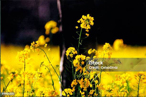 Yellow Flowers Stock Photo - Download Image Now - Stream - Body of Water, Walnut, California