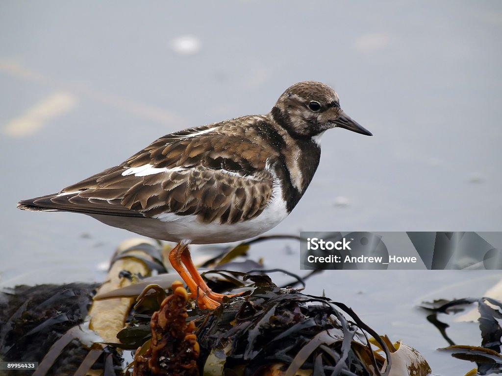 Turnstone (Arenaria interpres) - Стоковые фото Turnstone роялти-фри