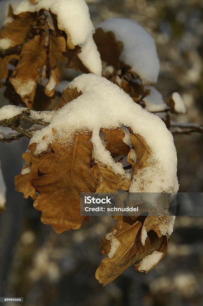 Oak fogli con neve - Foto stock royalty-free di Ambientazione esterna
