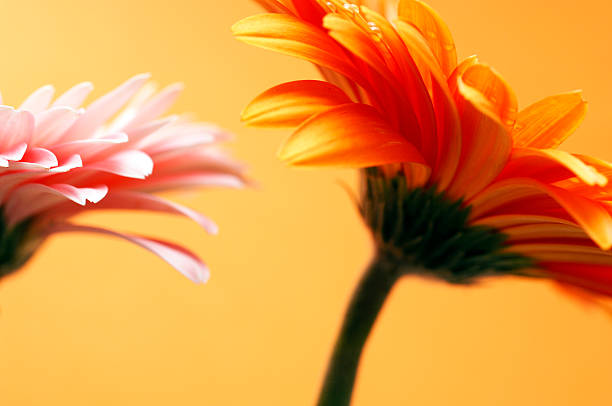 istock two gerbera daisy flower head macro against orange 89954450
