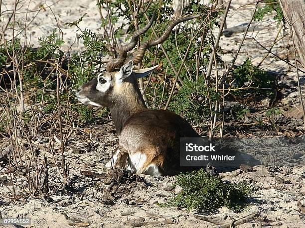 Cervo - Fotografie stock e altre immagini di Africa - Africa, Animale, Antilope