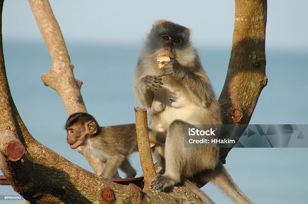 Long tail Macaque monkeys  Animal Stock Photo