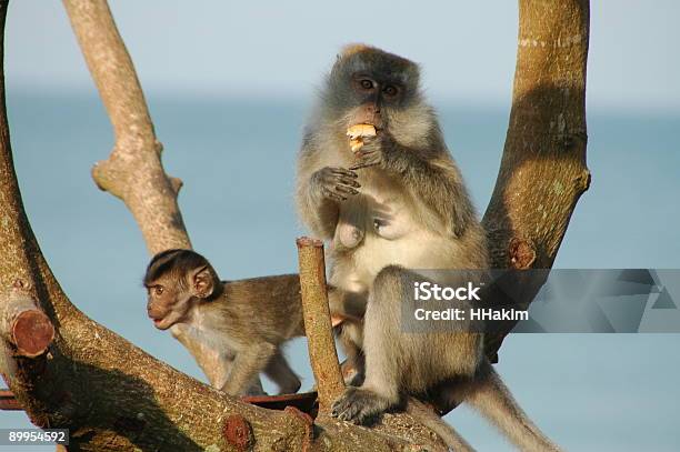 Long Tail Macaque Monkeys Stock Photo - Download Image Now - Animal, Bonding, Color Image