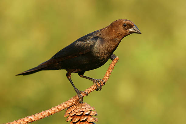 brown testa molotro - cowbird foto e immagini stock