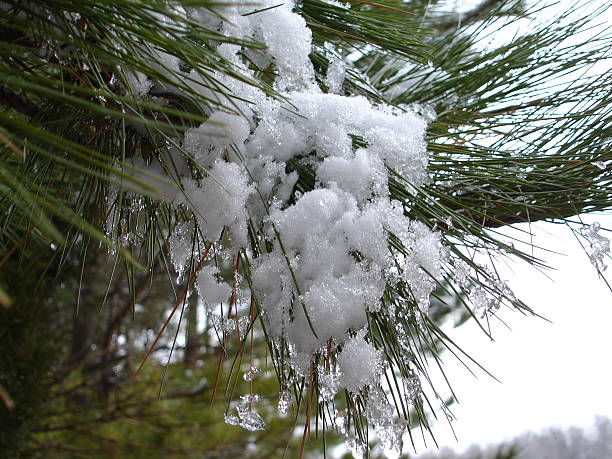 Photo of Snow On Pine Tree Needles