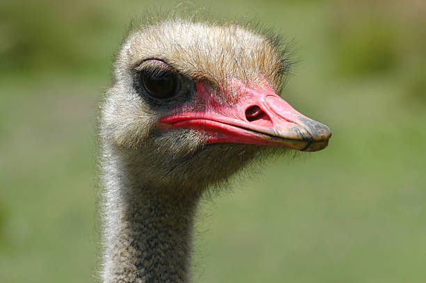 autruche - ostrich bird wind fluffy photos et images de collection