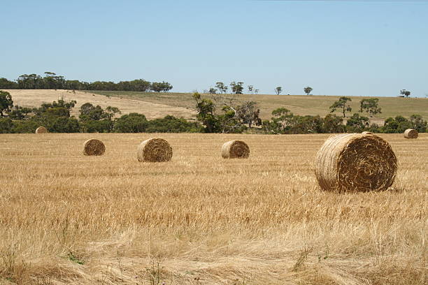 istock Hay bundles, in a harvested wheat field 89955119