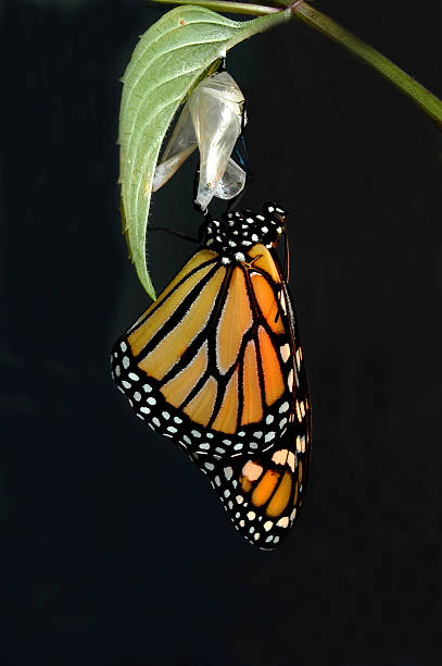 monarch ressort - butterfly monarch butterfly spring isolated photos et images de collection