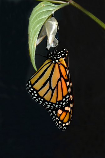 Two newly eclosed monarch butterflies on a marigold