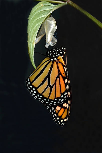 monarch wyjścia - butterfly monarch butterfly spring isolated zdjęcia i obrazy z banku zdjęć