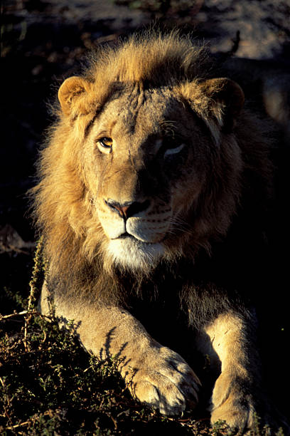 african lion - foto de stock