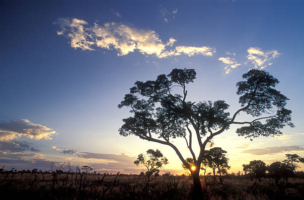 Puesta de sol de savannah - foto de stock