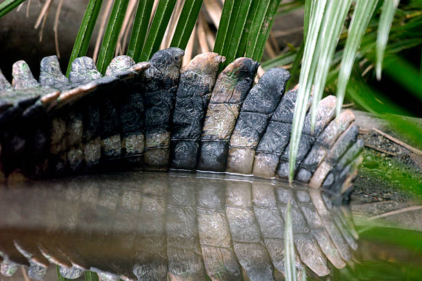 Crocodile's tail stock photo