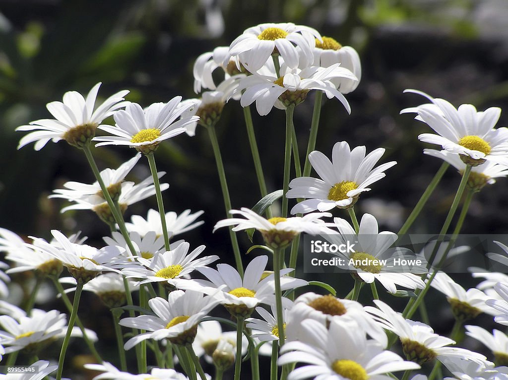 Margarita Daisy (Leucanthemum - Foto de stock de Aire libre libre de derechos