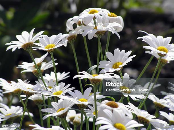 Photo libre de droit de Marguerite Dété Leucanthemum banque d'images et plus d'images libres de droit de Atteindre - Atteindre, Beauté de la nature, Blanc