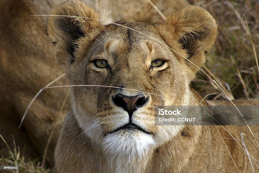 lions face  Animal Stock Photo