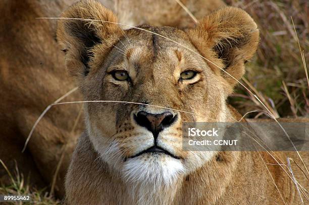 Lions Face Stock Photo - Download Image Now - Animal, Animals In The Wild, Big Cat