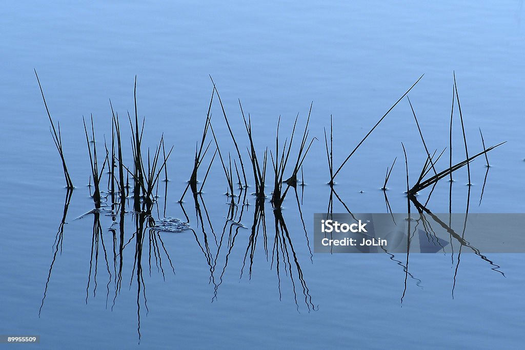 Grass in the water  Abstract Stock Photo