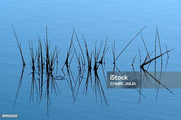 Grass In The Water Stock Photo - Download Image Now - Abstract, Aquatic Mammal, Aquatic Organism