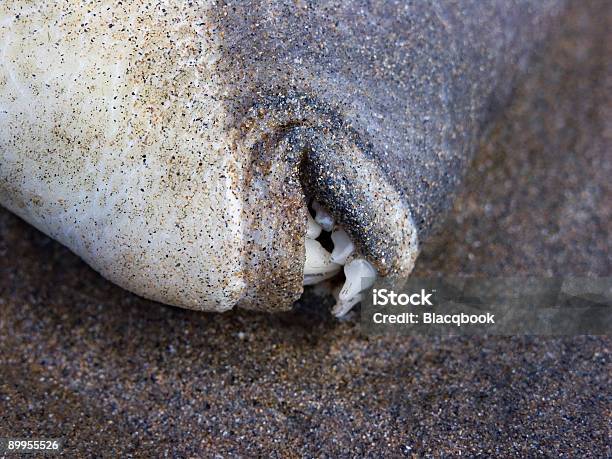 Seasoned Stock Photo - Download Image Now - Abstract, Animal, Animal Head