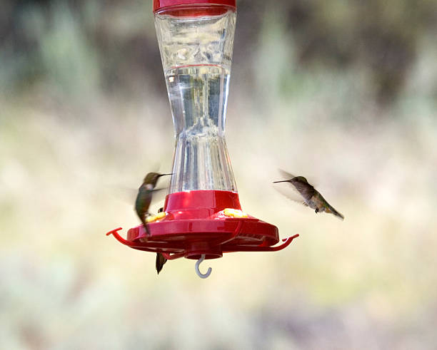 istock two hummingbirds at the feeder 89955783