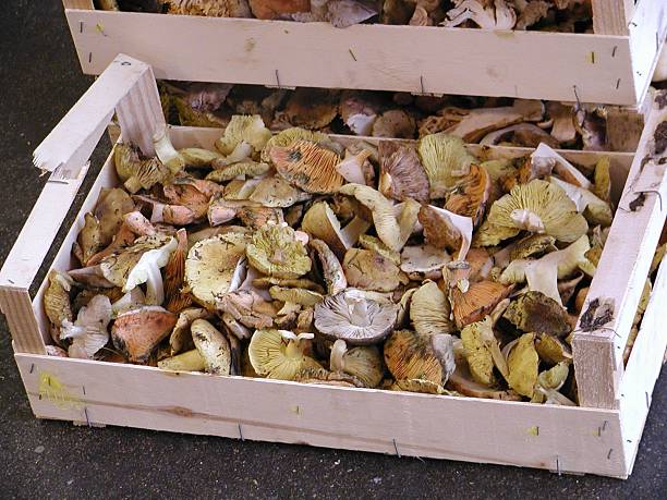 Box of Fungi stock photo