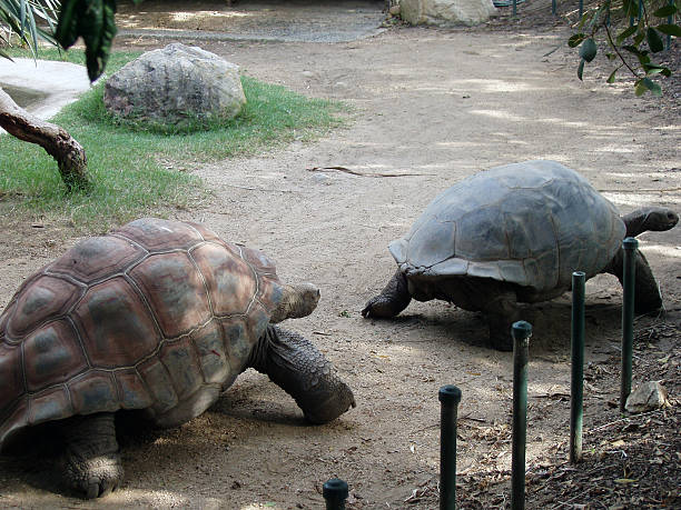 зоопарк таронга гигантская черепаха - taronga стоковые фото и изображения