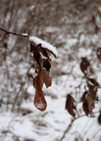 A dead leaf with snow resting on it.
