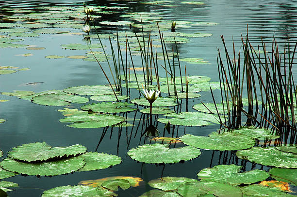 lily pads - water lily lily water water garden stock-fotos und bilder