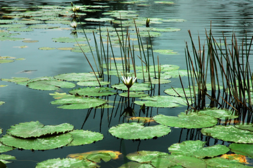 Wetland area in Ukraine. Water crowfoot and Yellow water lily on the pond water background. World wetlands day concept.