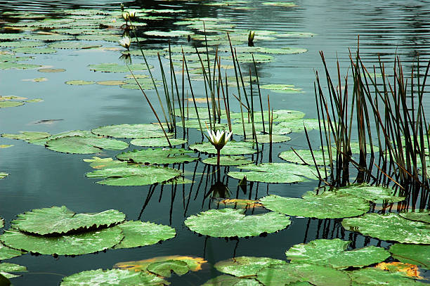 lily botões - water lily lily water water garden imagens e fotografias de stock