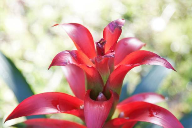 istock Begonia flower closeup 899563748