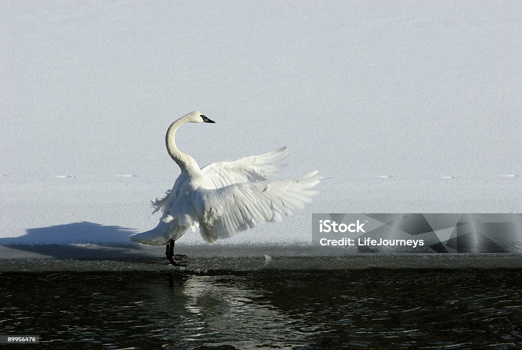 Cygne trompette sur la Rivière Yellowstone - Photo de Parc National de Yellowstone libre de droits