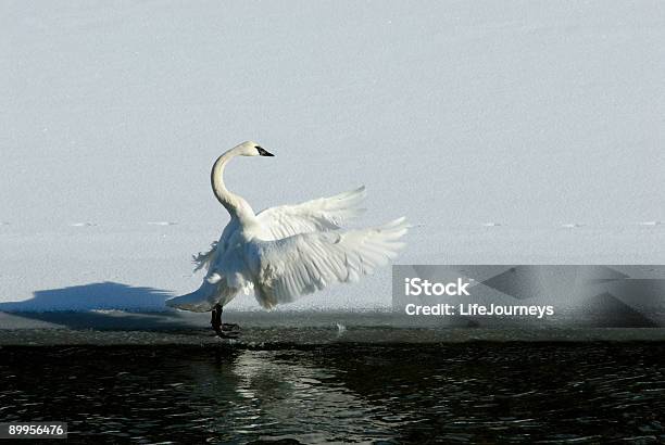 Photo libre de droit de Cygne Trompette Sur La Rivière Yellowstone banque d'images et plus d'images libres de droit de Parc National de Yellowstone - Parc National de Yellowstone, Rivière Yellowstone, Trace