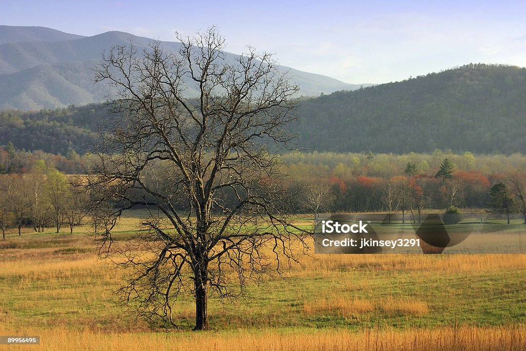 Baum im cove - Lizenzfrei Appalachen-Region Stock-Foto