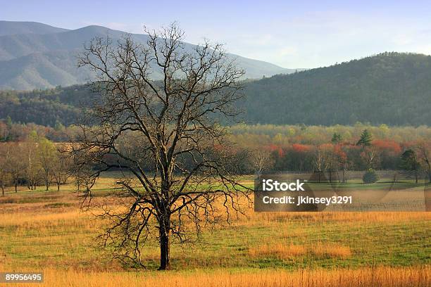 Baum Im Cove Stockfoto und mehr Bilder von Appalachen-Region - Appalachen-Region, Baum, Cades Cove