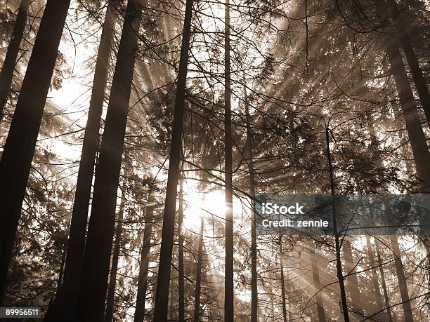 Wohltuenden Sonnenstrahlen Die In Alle Richtungen Stockfoto und mehr Bilder von Baum - Baum, Dramatischer Himmel, Farbbild