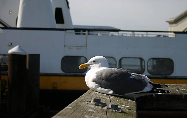 Sea Gull stock photo