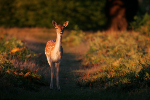 Ciervos Bambi photo