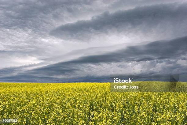 Stormclouds Através Da Pradaria - Fotografias de stock e mais imagens de Minnedosa - Minnedosa, Agricultura, Amarelo